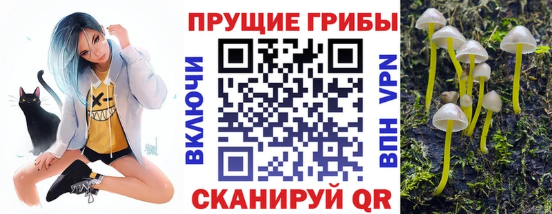 Псилоцибиновые грибы Cubensis  наркотики  Шилка 